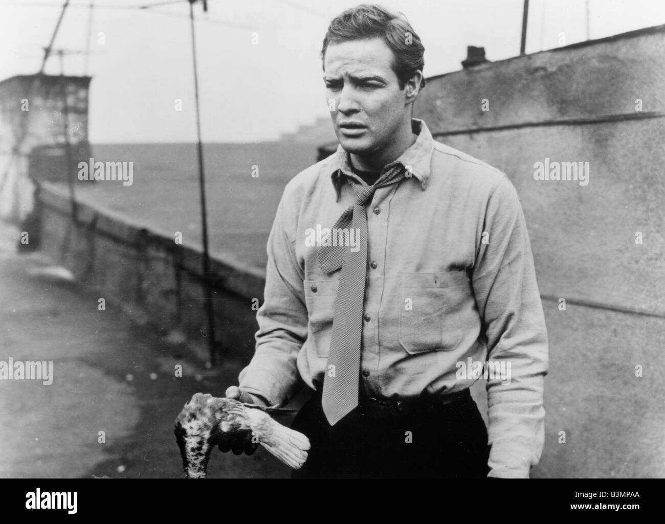 ON THE WATERFRONT 1954 Columbia film with Marlon Brando Stock Photo