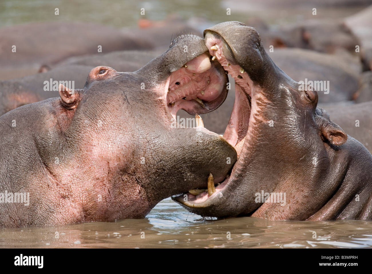 Young hippos fighting Hippopotamus amphibius Serengeti Tanzania Stock ...