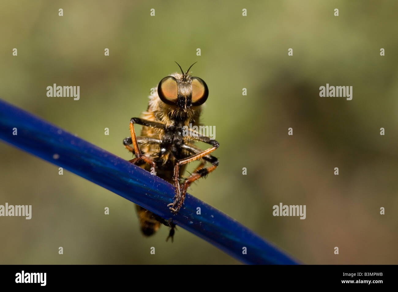 Fly clothes hi-res stock photography and images - Alamy