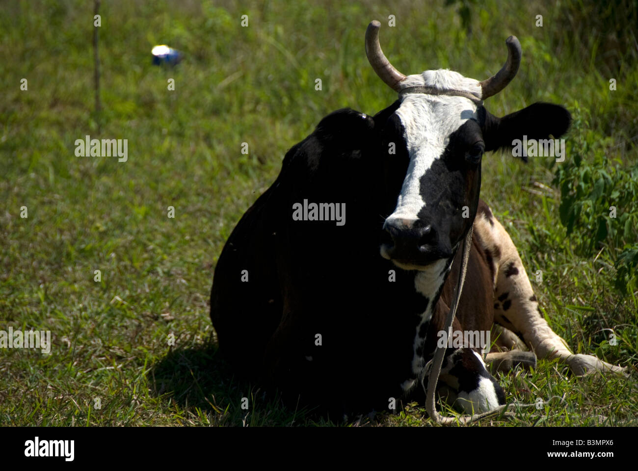 a cow lying on a grass, Cuba Stock Photo Alamy