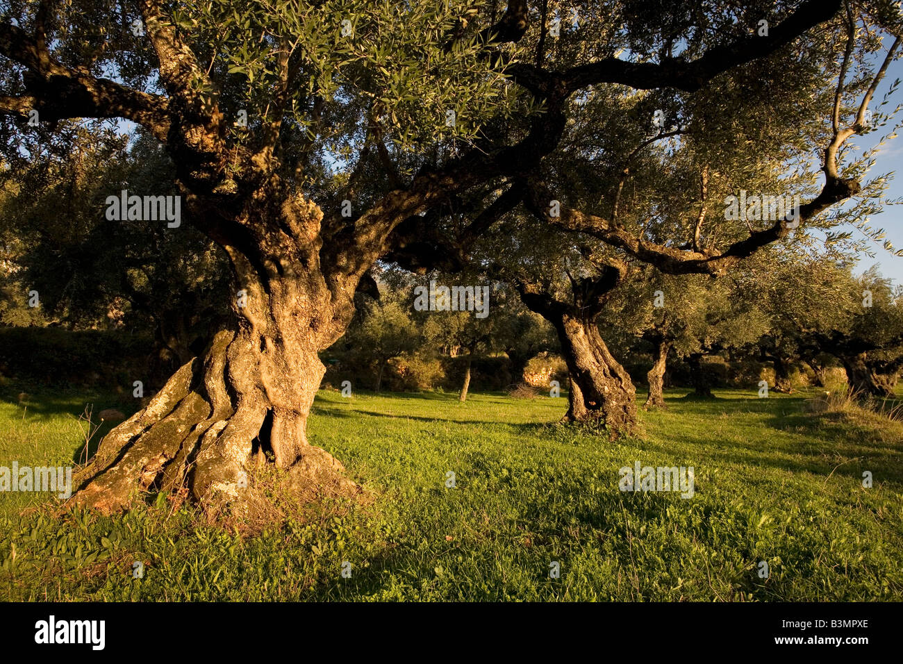 Koroneiki Olive Trees Peloponnese Greece Stock Photo Alamy
