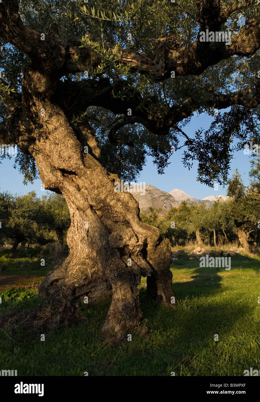 Koroneiki Olive Tree Peloponnese Greece Stock Photo - Alamy