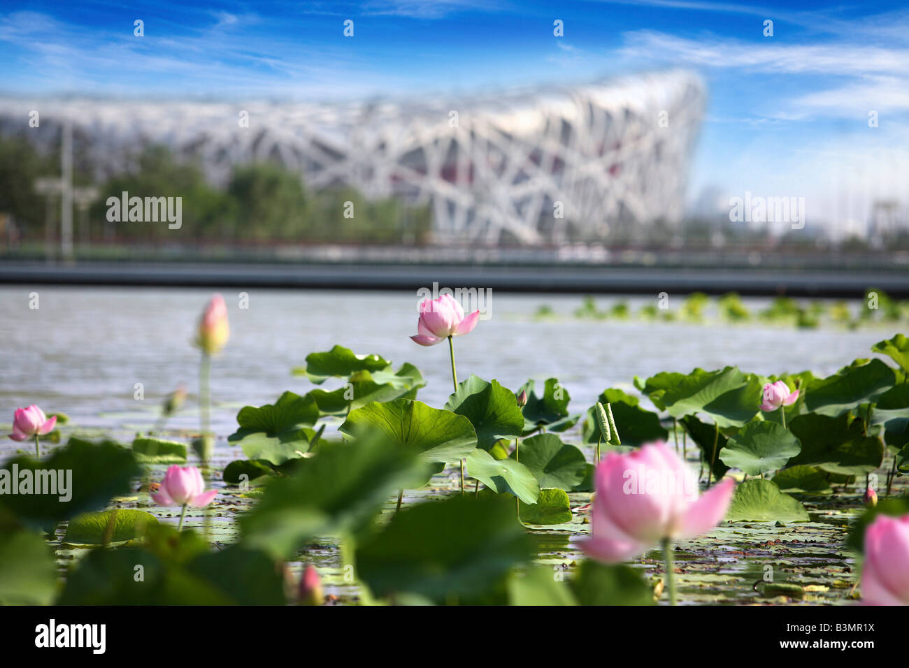 Water Lily Near The National Stadium,Beijing,China Stock Photo