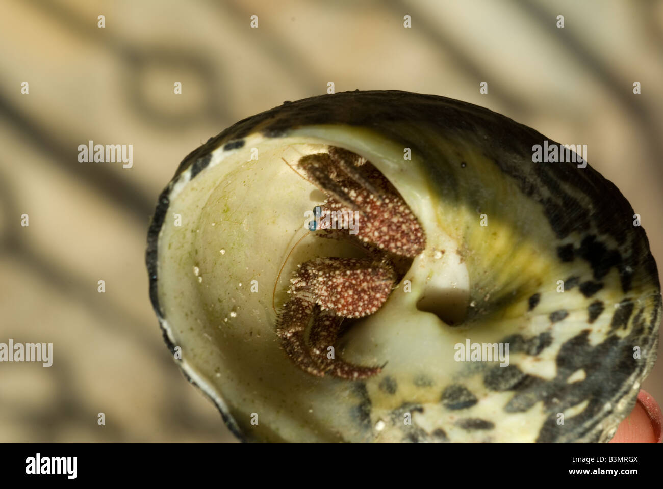 a Mollusk looking out from a seashell Stock Photo