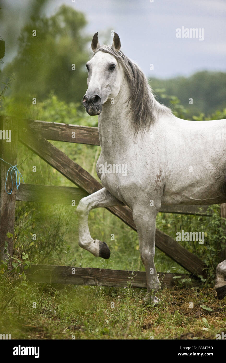 Lusitano - walking Stock Photo