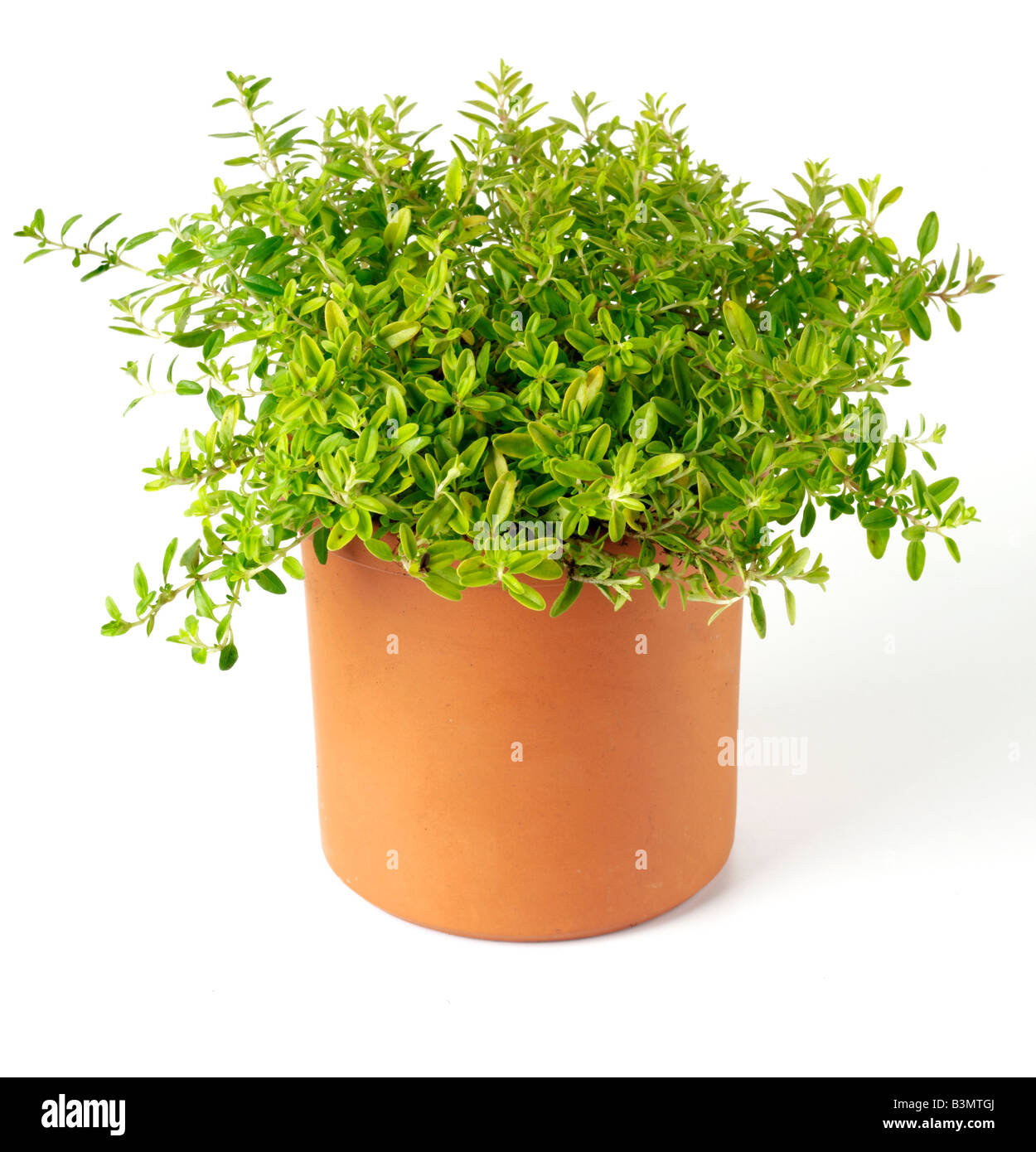 POT OF GOLDEN THYME HERB Stock Photo