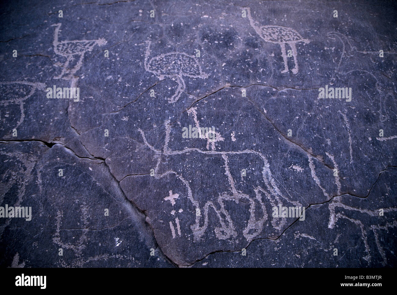 Petroglyphs or rock carvings depict animals at a time when the Sahara Desert was green, Libya. Stock Photo