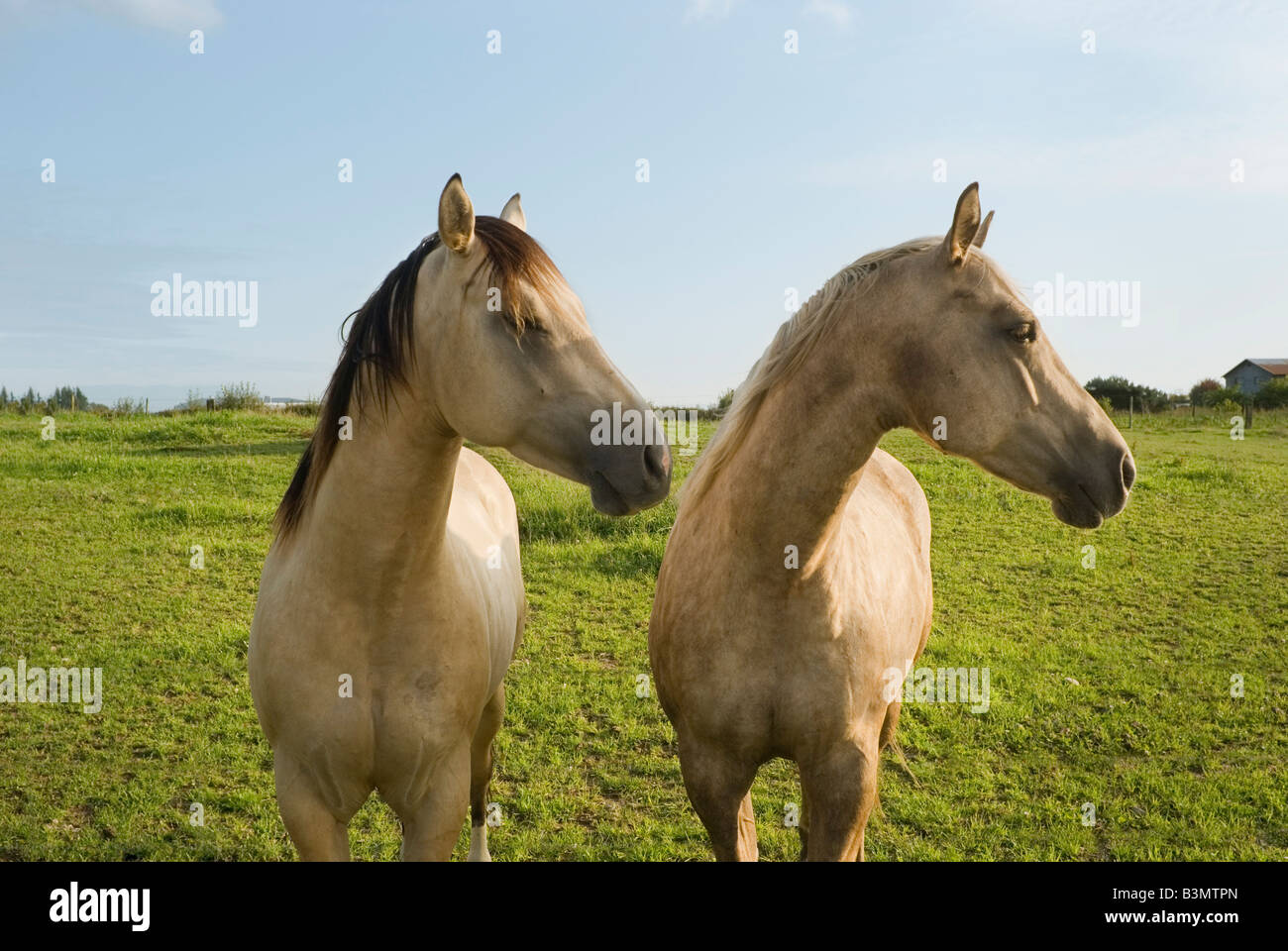 Two Quarter Horses turn their heads to the side in unison Stock Photo