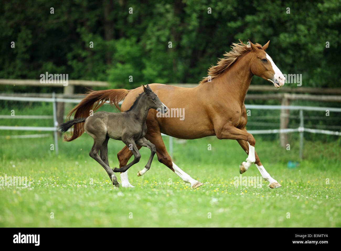 Austrian Warmblood. Chestnut mare with foal galloping on a meadow Stock