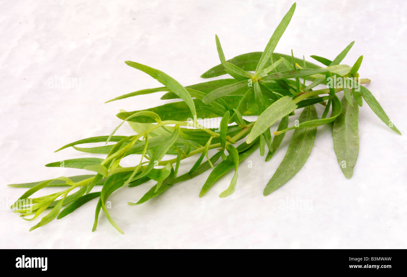 SPRIG OF TARRAGON LEAVES Stock Photo Alamy