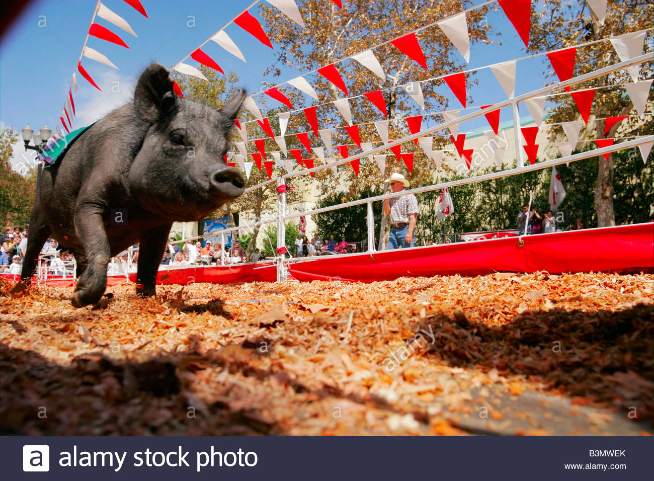 Pig Racing High Resolution Stock Photography and Images Alamy