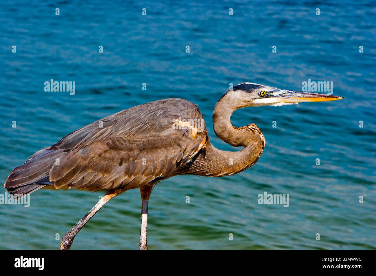 great blue heron ardea herodias