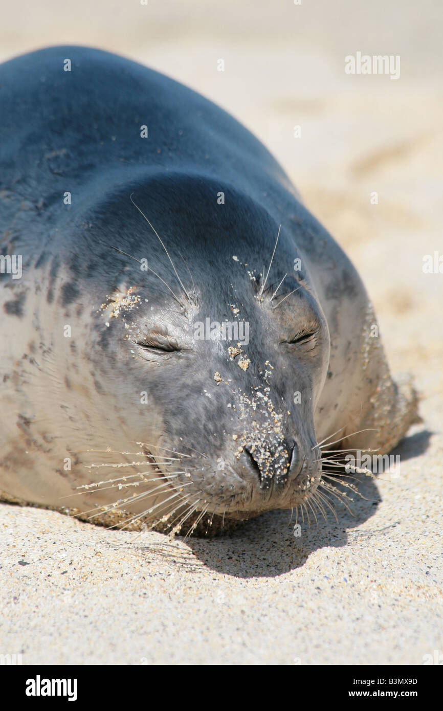 young grey seal at St Ives in Cornwall Stock Photo