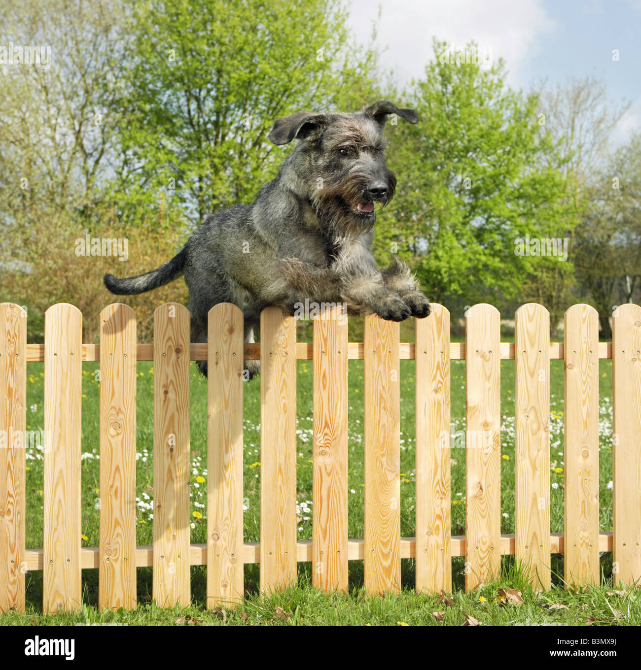 Can A Boxer Jump A 4 Foot Fence