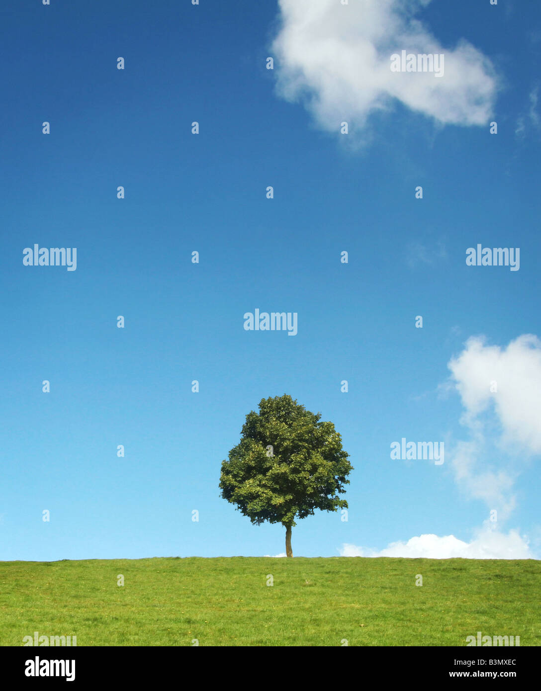 single tree on a hill Stock Photo - Alamy