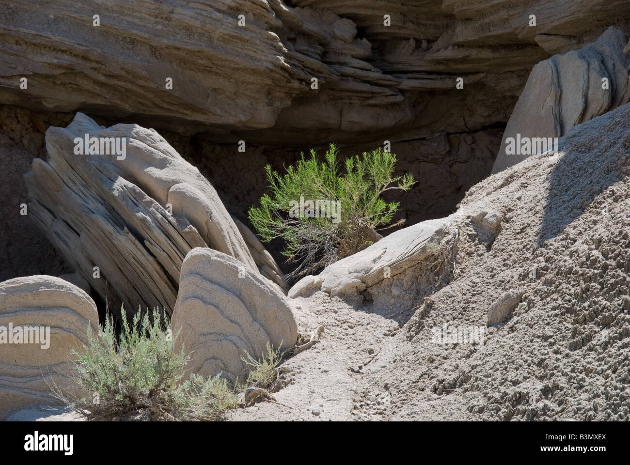 Rocks and highlighted bush at the Toadstool geologic state park in the badlands section of Nebraska Stock Photo