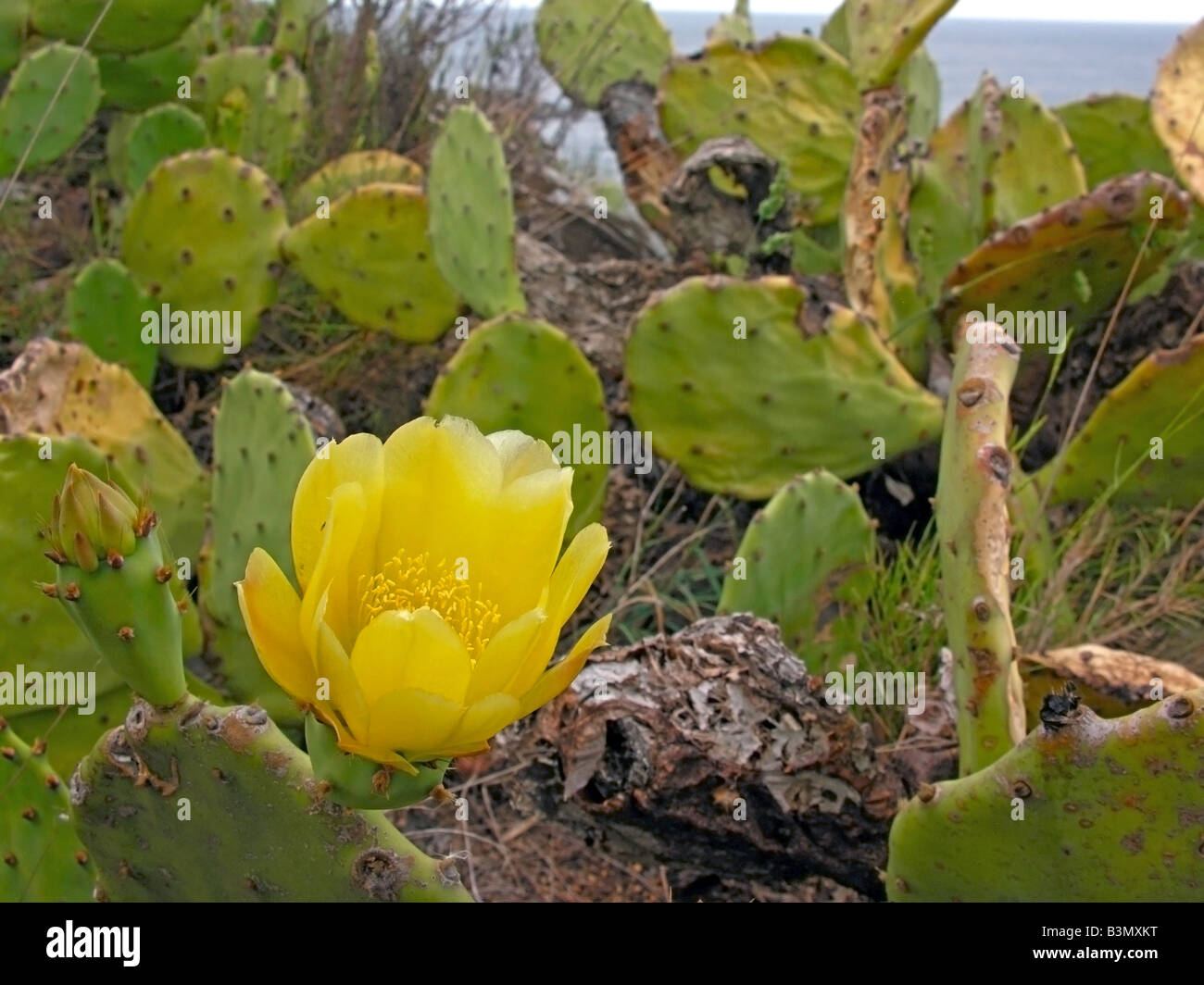 Indian Fig Opuntia - blooming / Opuntia ficus-indica Stock Photo