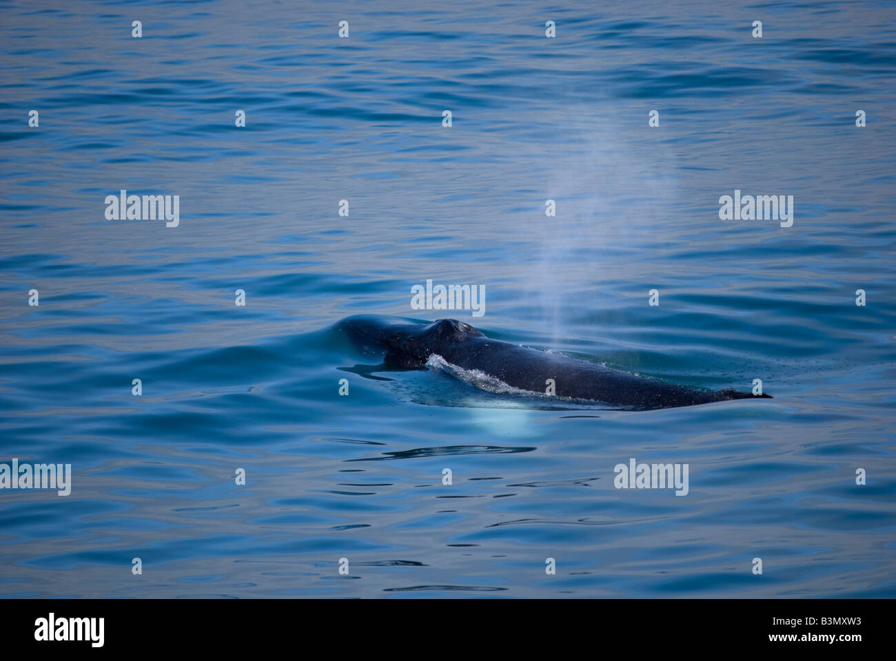 Humpback whale blow bubble hi-res stock photography and images - Alamy