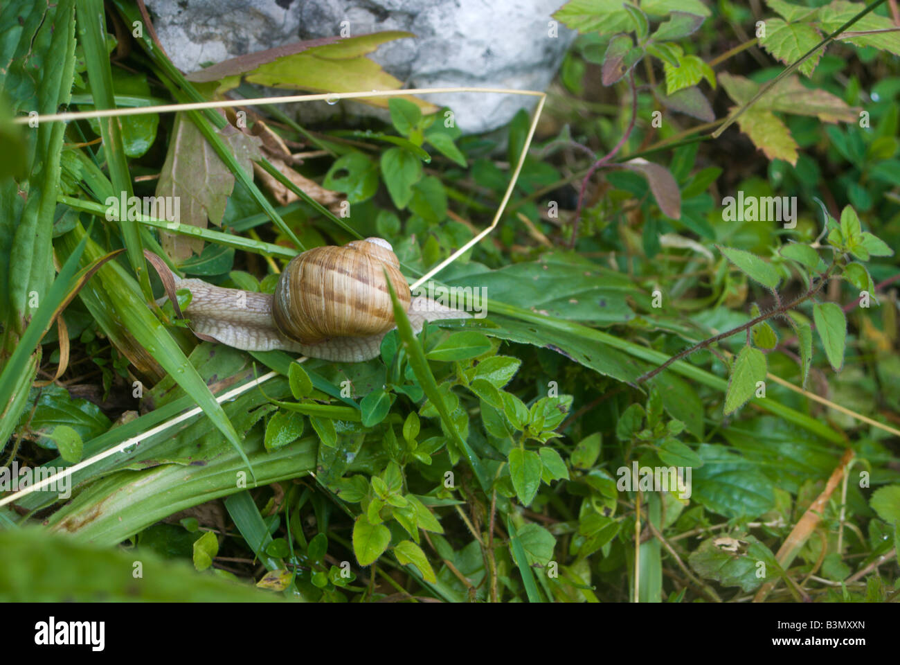 Snail moving slowly through the grass in an alpine pasture Stock Photo