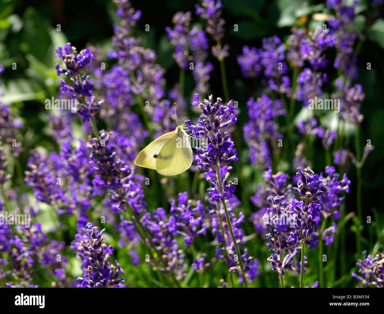 Bluehender Lavendel, Field of Lavender Stock Photo