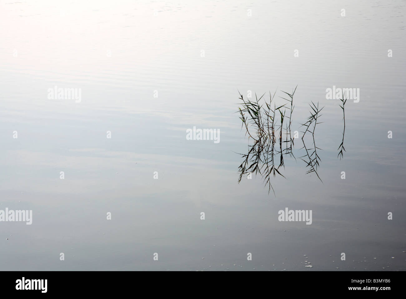 Group of reeds with reflections on still water positioned on vertical third. Stock Photo