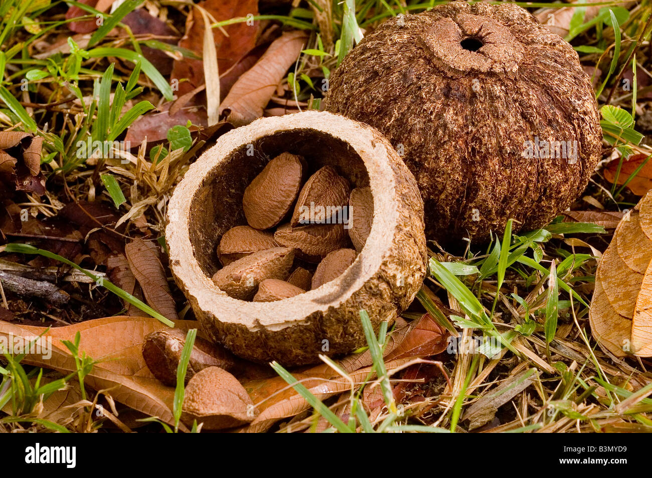 Brazil nut Bertholletia excelsa is a South American tree in the family  Lecythidaceae Stock Photo - Alamy