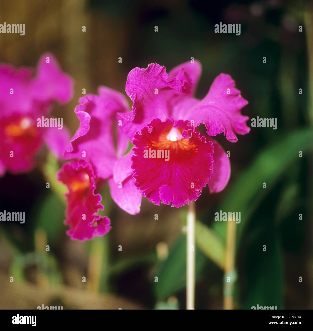 orchid (Laeliocattleya) - blossom Stock Photo