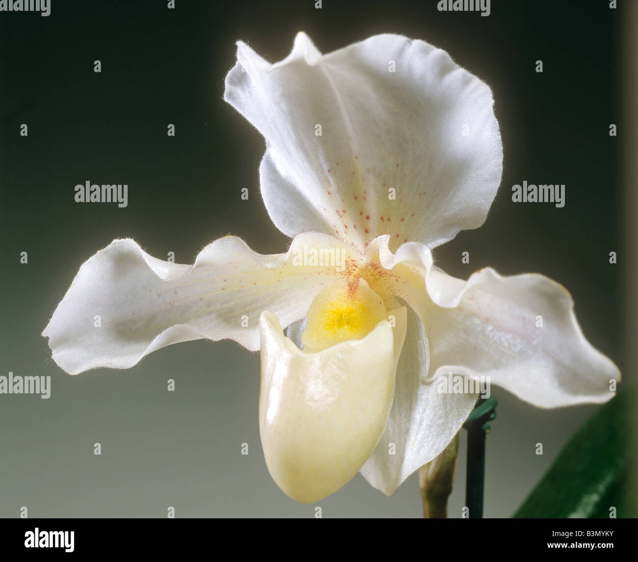 orchid (Paphiopedilum) - blossom Stock Photo