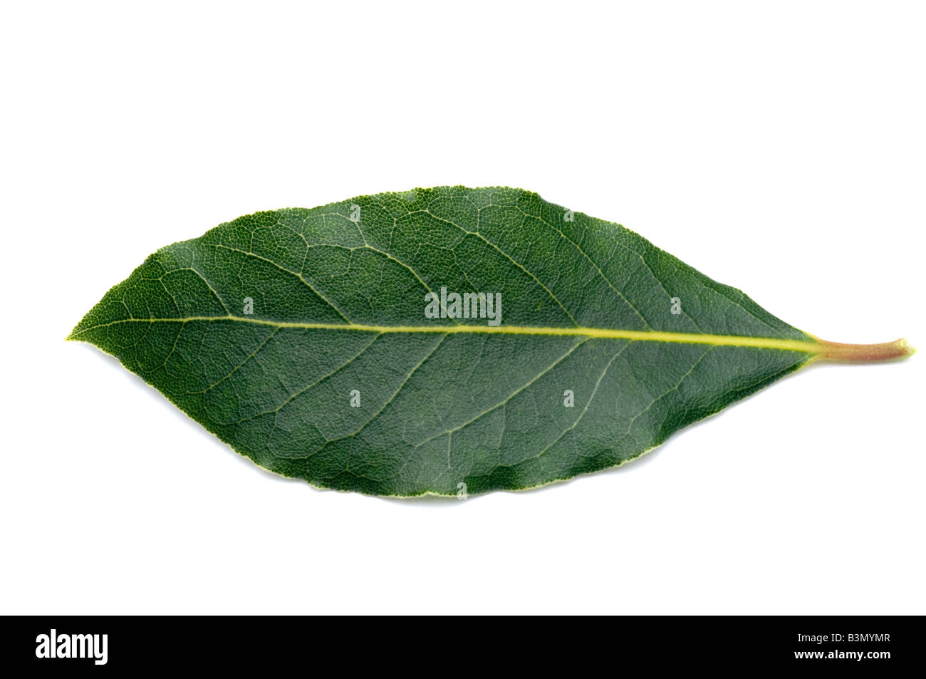 single bay leaf Stock Photo Alamy