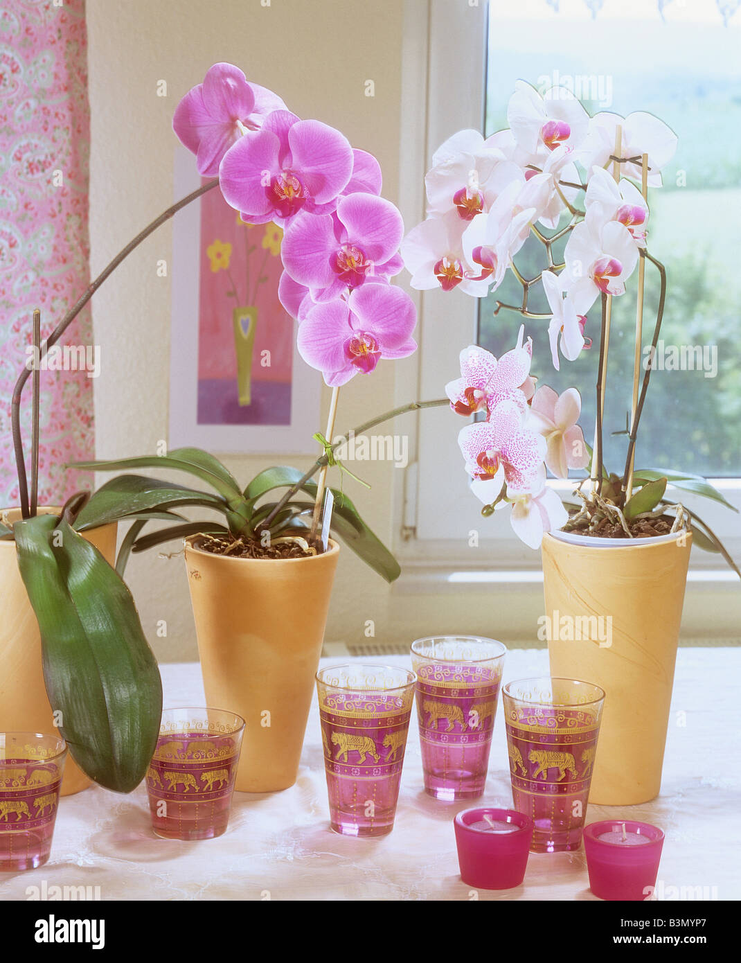 orchids (Phalaenopsis) - blossoms Stock Photo