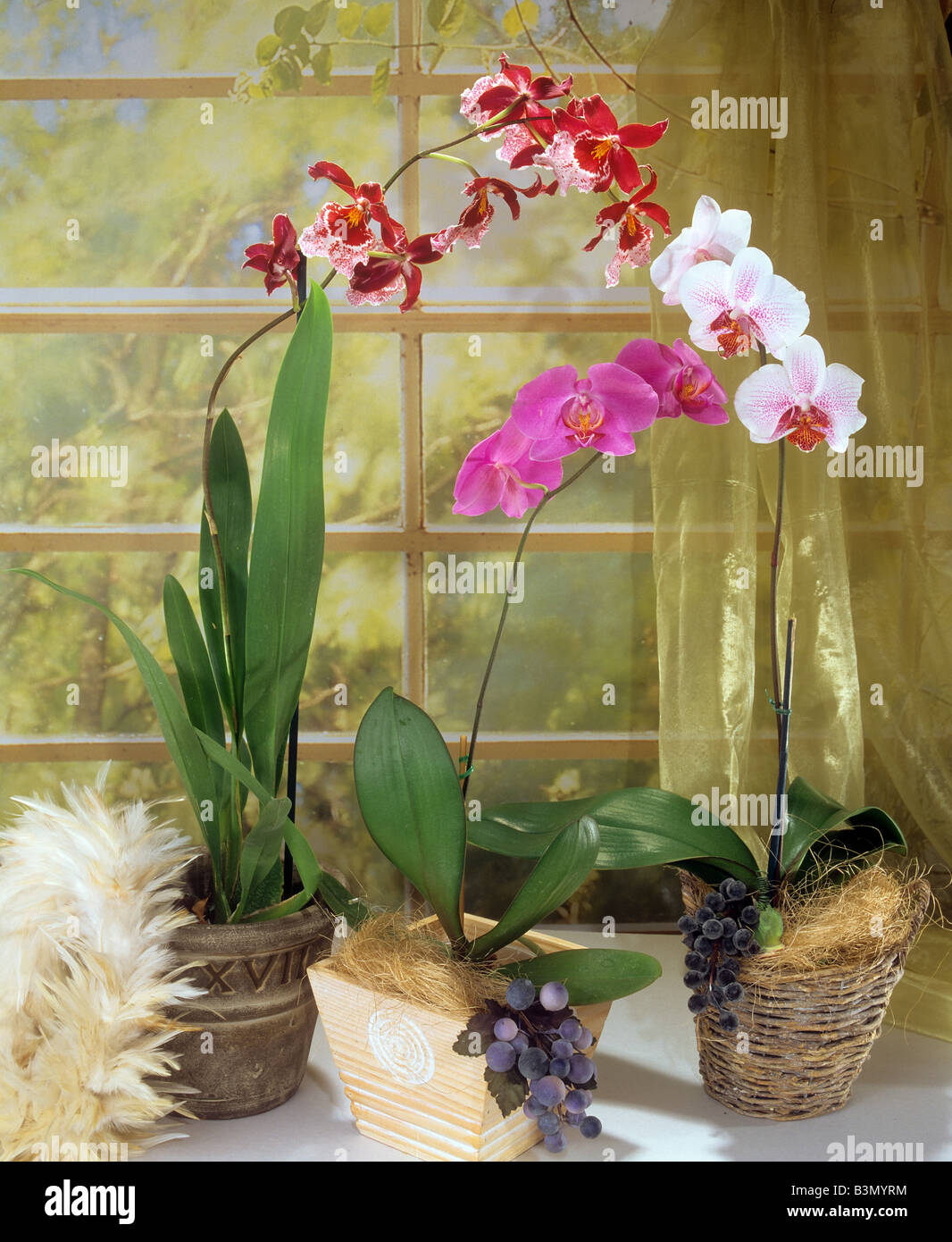 different orchids at the window Stock Photo