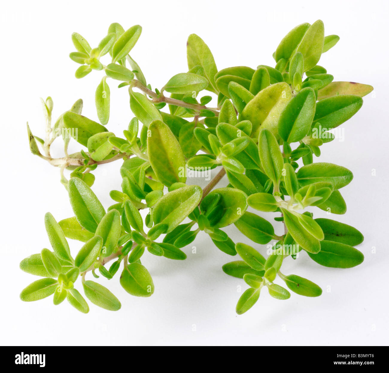 GOLDEN THYME HERB Stock Photo Alamy