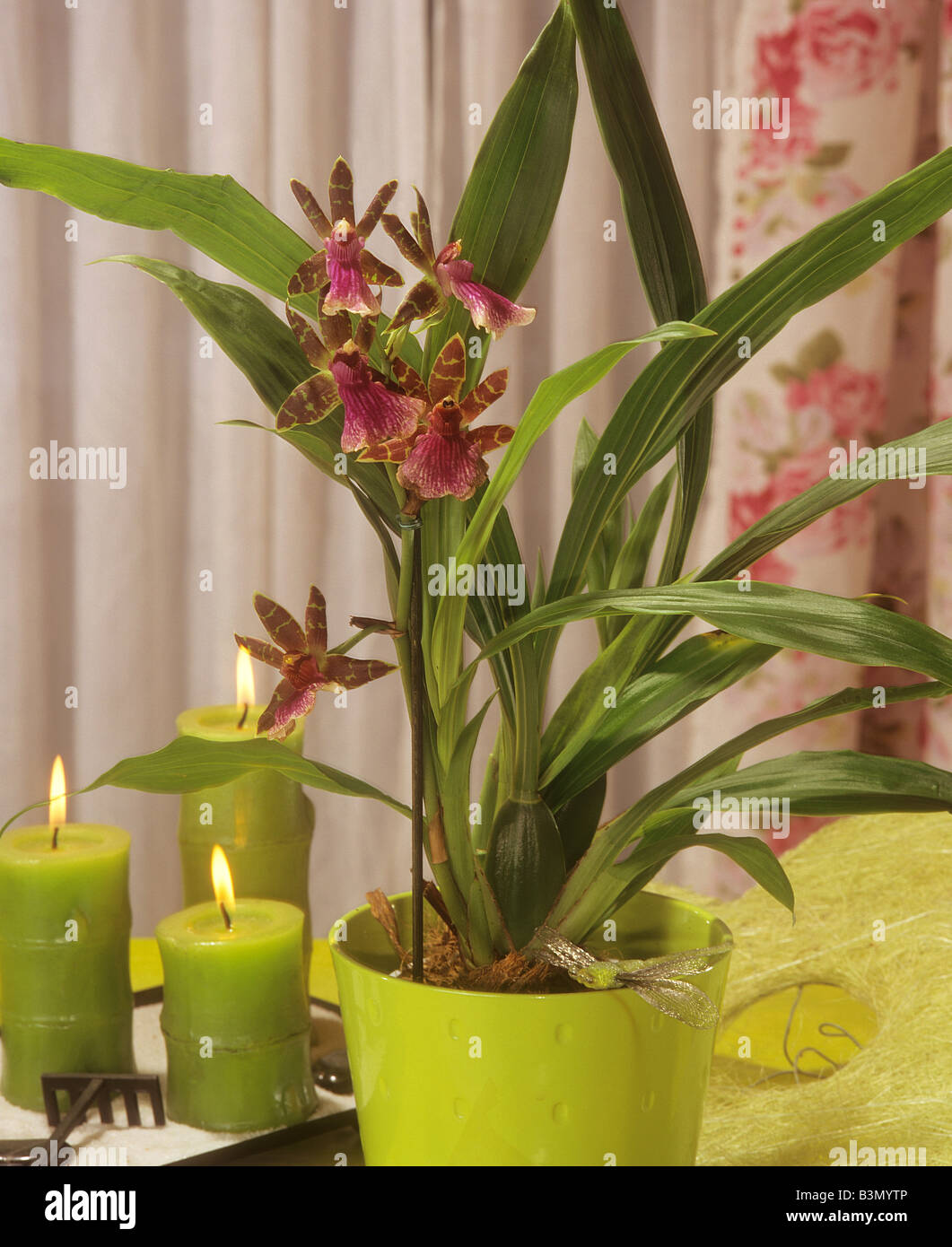 orchid / Zygopetalum Stock Photo