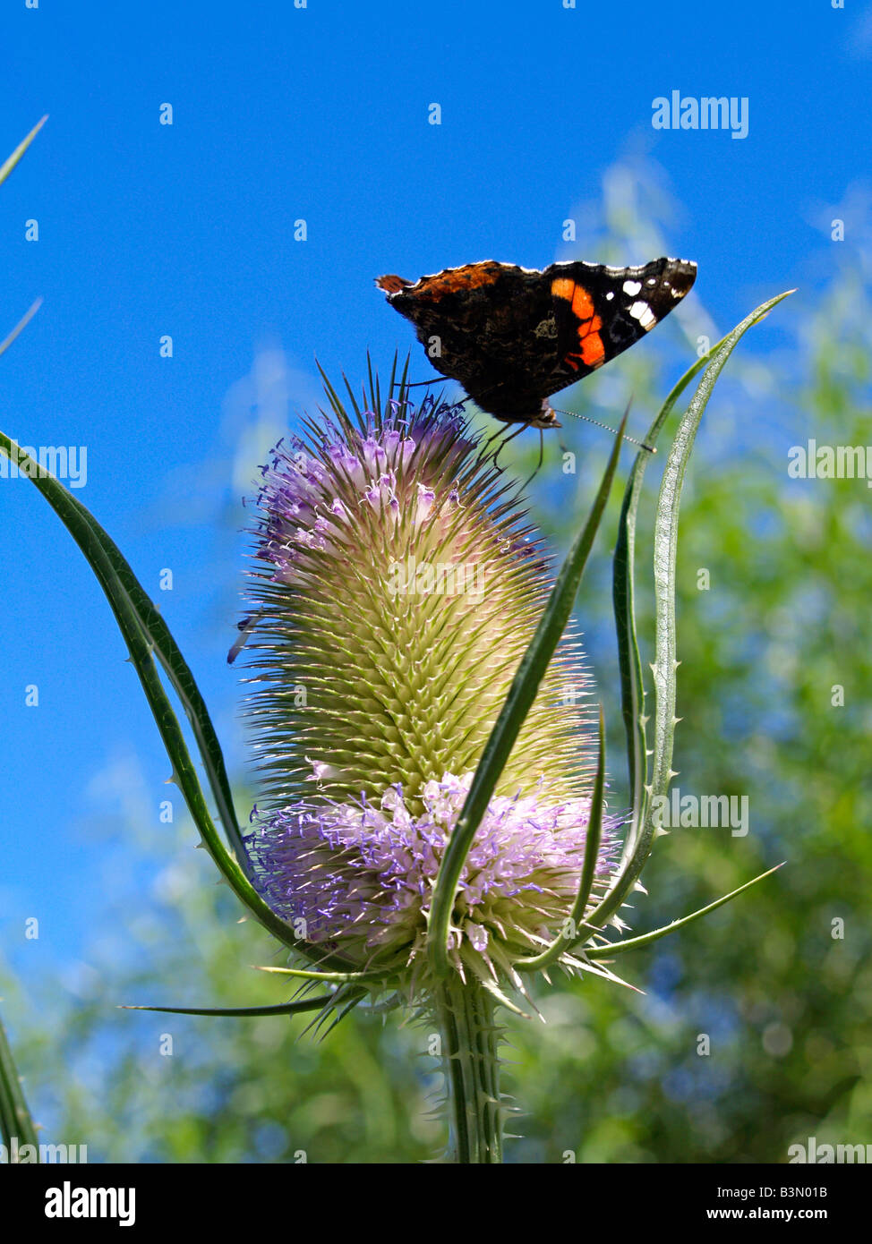 Schmetterling auf einer Distel, thistle with butterfly Stock Photo