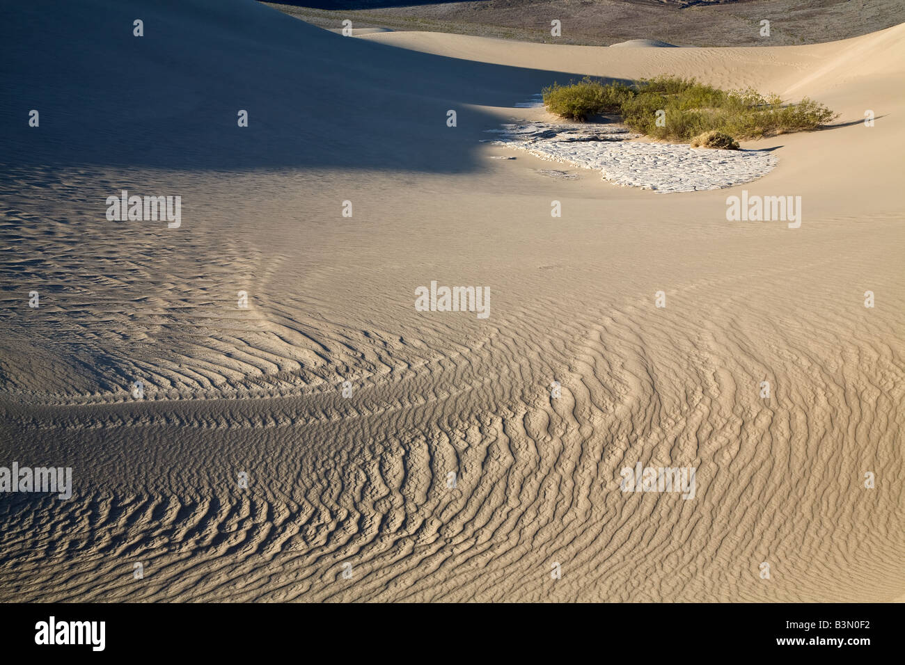Ripples in the sand leads to surviving plants in the distance Stock ...