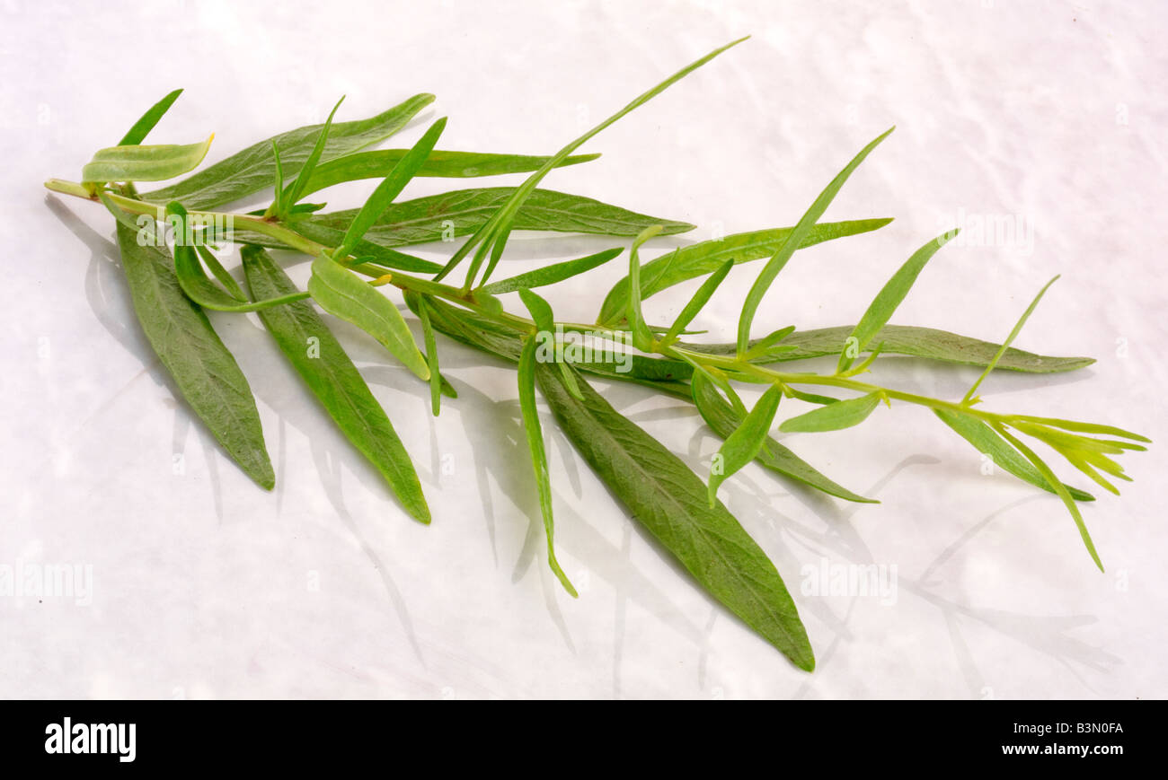 Cut tarragon herb hires stock photography and images Alamy