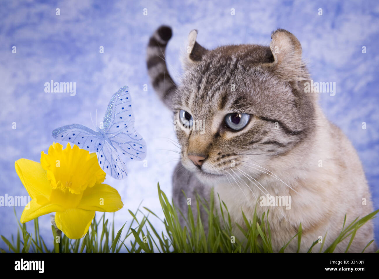 Cat in the garden on blue sky background with grass looking at yellow daffodil flower that has a blue butterfy on it Stock Photo