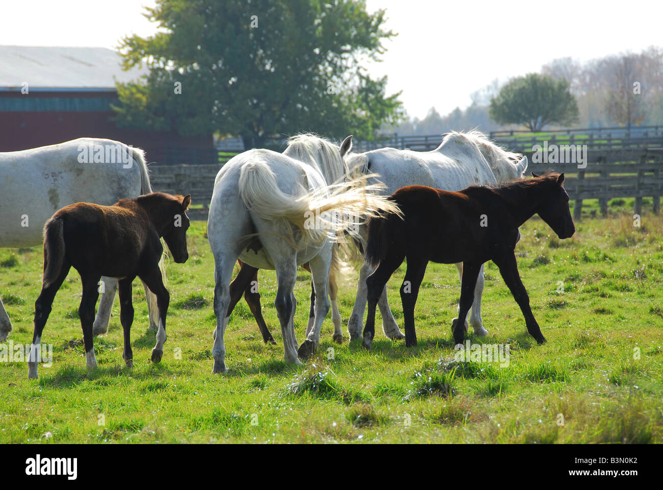 Horses on a ranch mares with colts Stock Photo