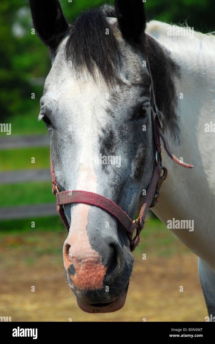 Portrait of a beautiful horse at summer ranch Stock Photo