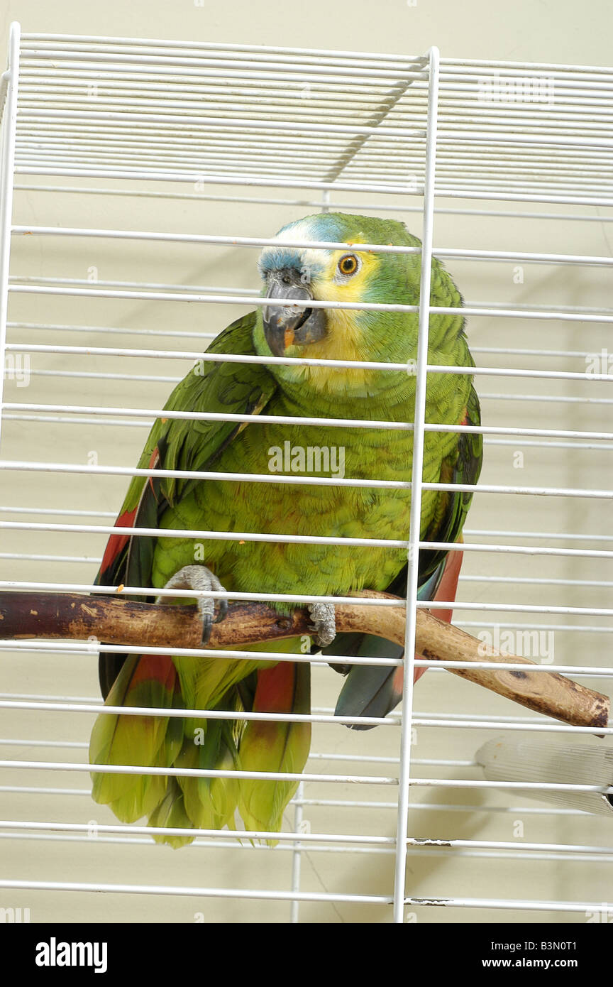 a parrot in a cage