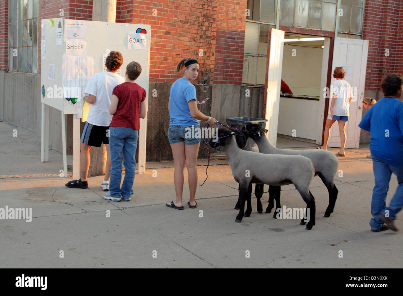 Queued for results, livestock contestants with sheep examine lists of ...