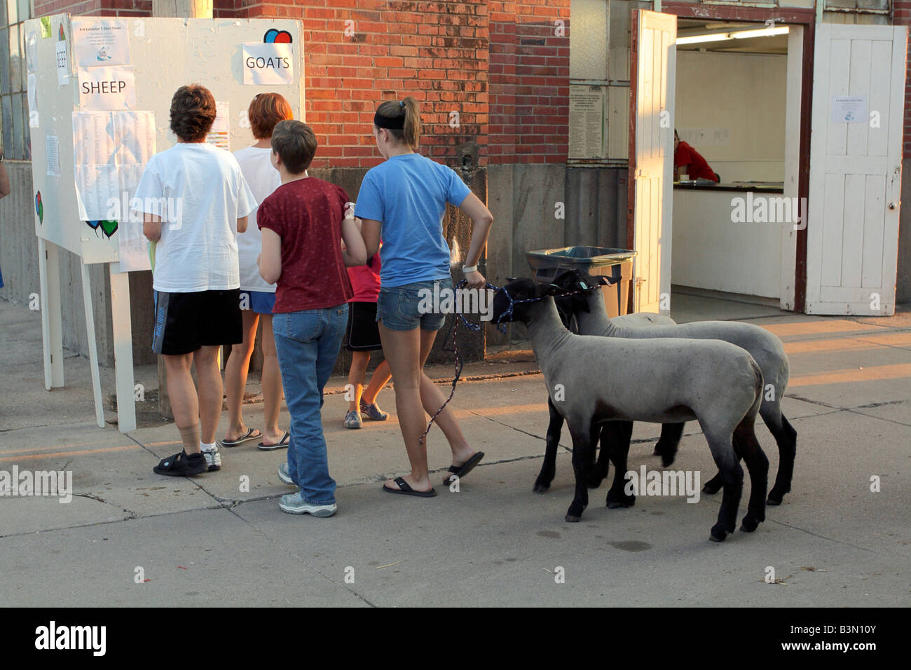 Queued for results, livestock contestants with sheep examine lists of ...