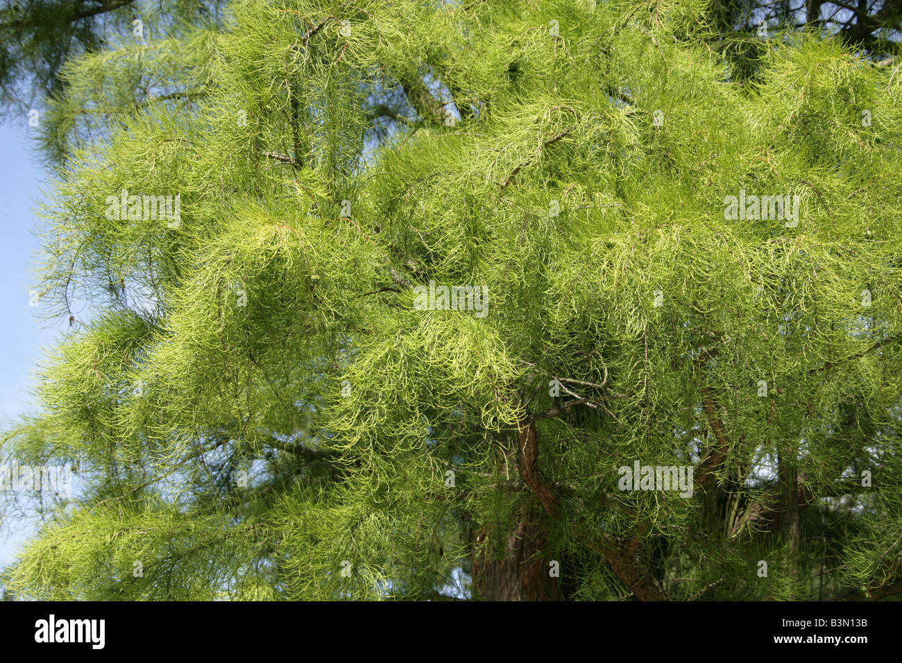 Pond Cypress, Taxodium ascendens 'Nutans', Cupressaceae, North America USA Stock Photo