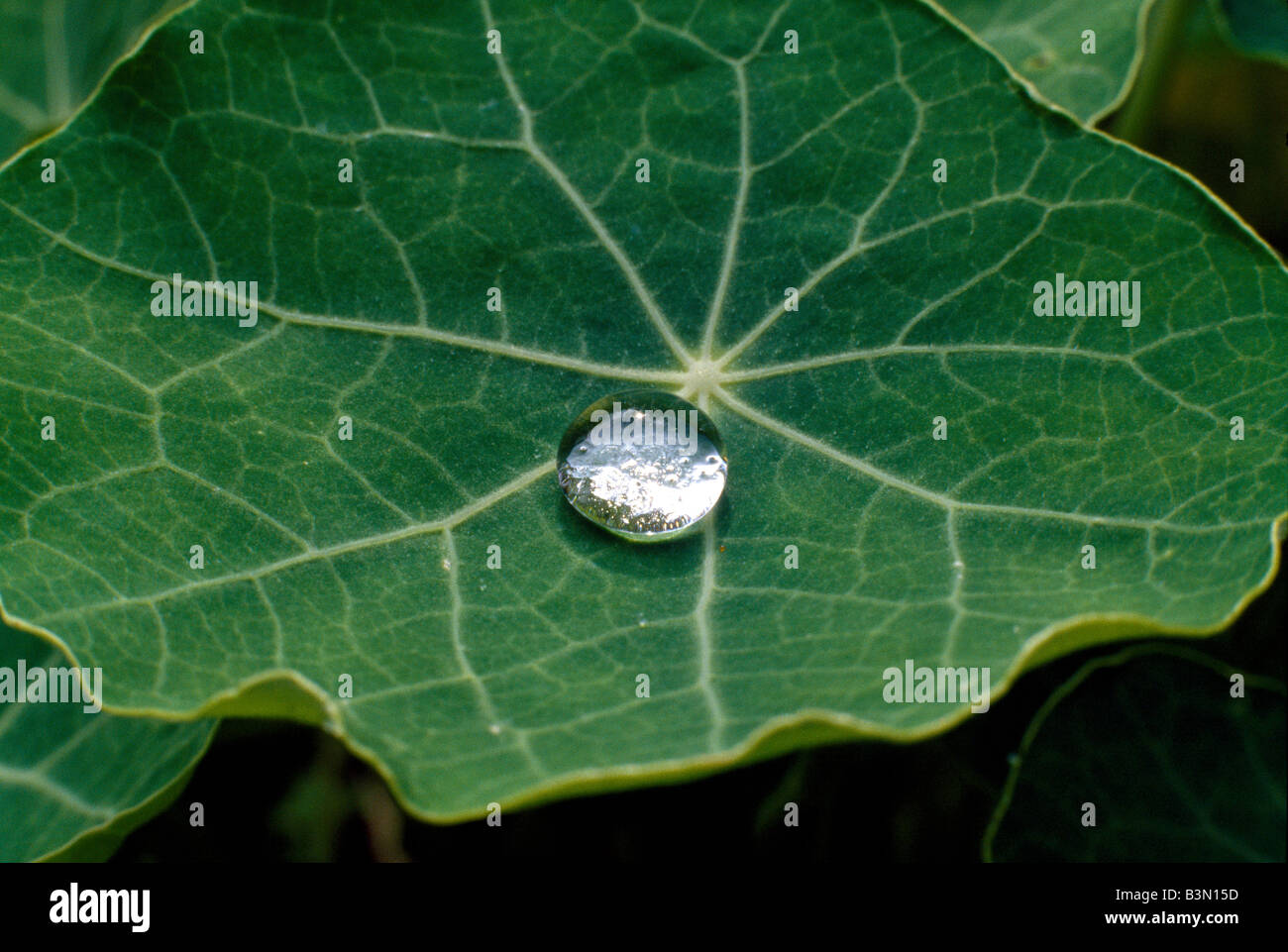 The LotusEffect Stock Photo Alamy