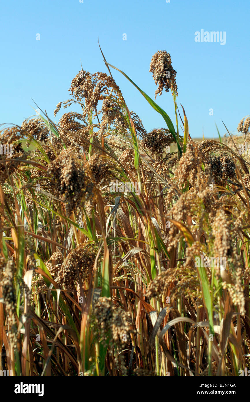 Sorghum field hi-res stock photography and images - Alamy