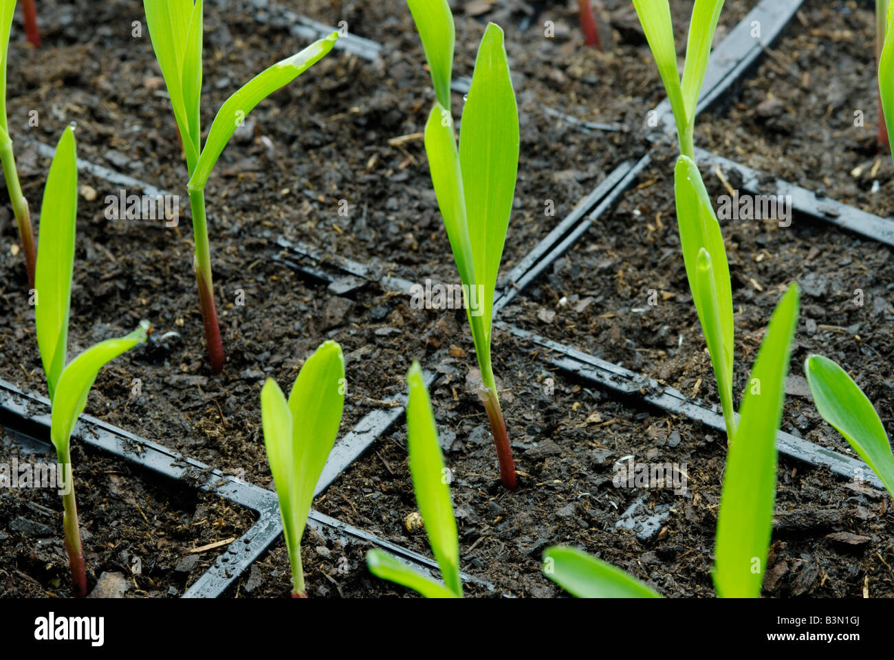 Corn Zea mays seedlings in flats The plants are 1 2 weeks old Stock Photo