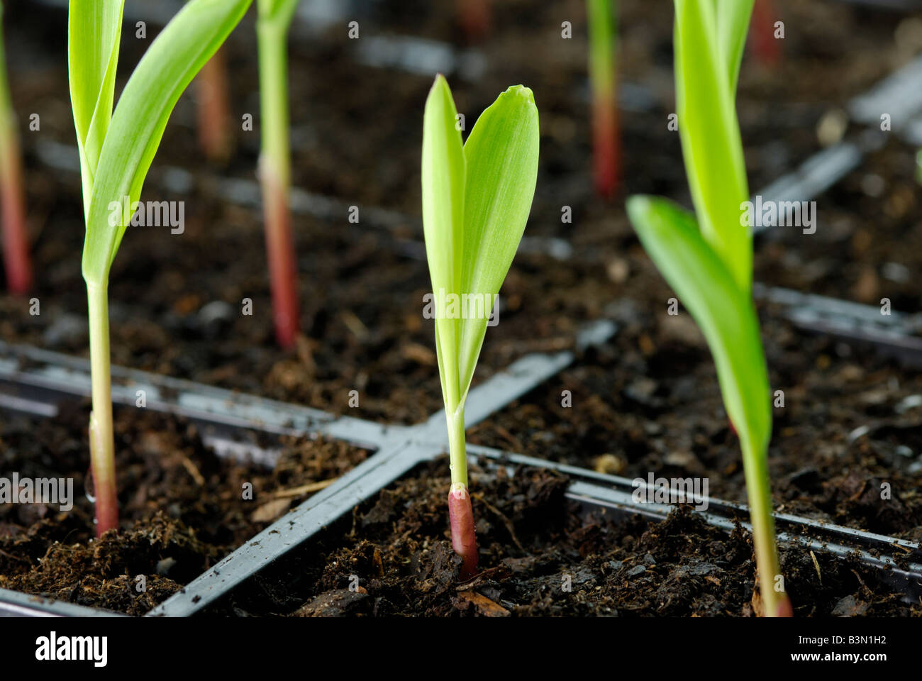 Corn Zea mays seedlings in flats The plants are 1 2 weeks old Stock Photo