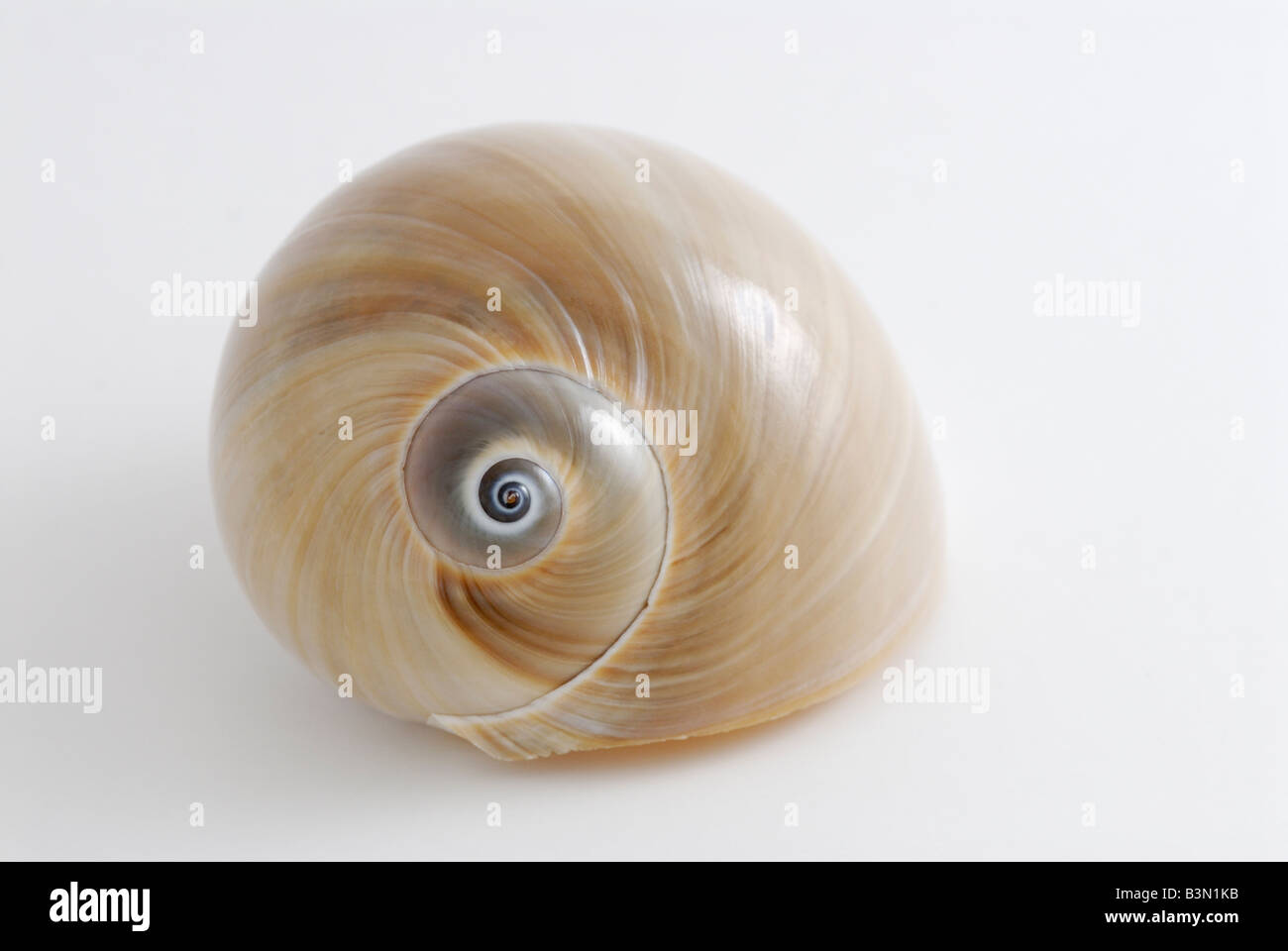 The shell of an Atlantic 'Moon Snail' Neverita duplicata also known as a shark s eye Stock Photo