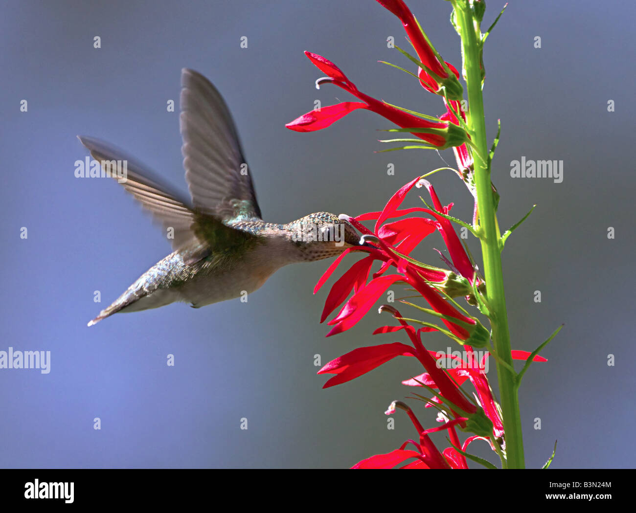 A Ruby-Throated Hummingbird feeding from red Penstemon flowers on a summers day. Stock Photo
