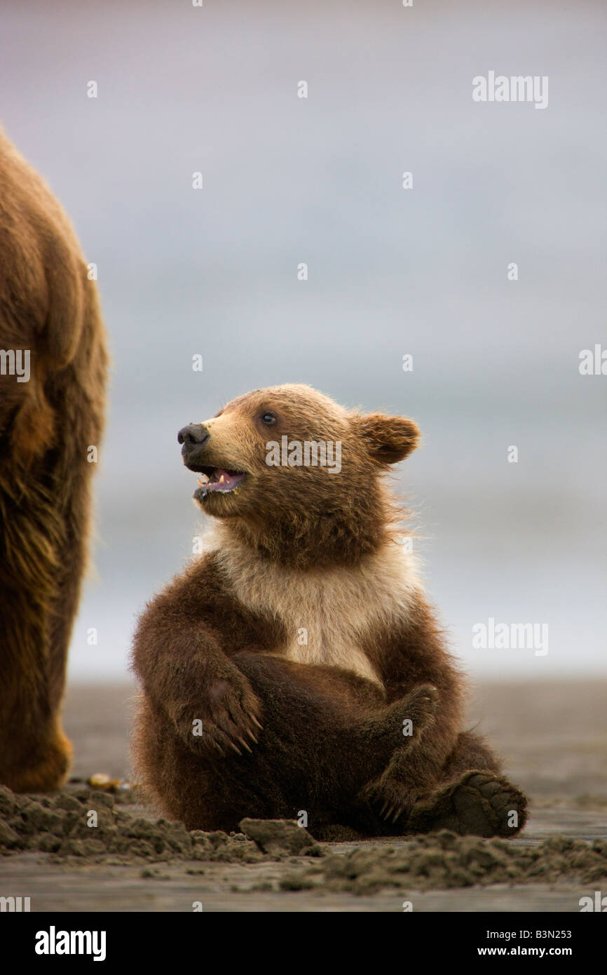 A Grizzly Bear sow with cub Lake Clark National Park Alaska Stock Photo